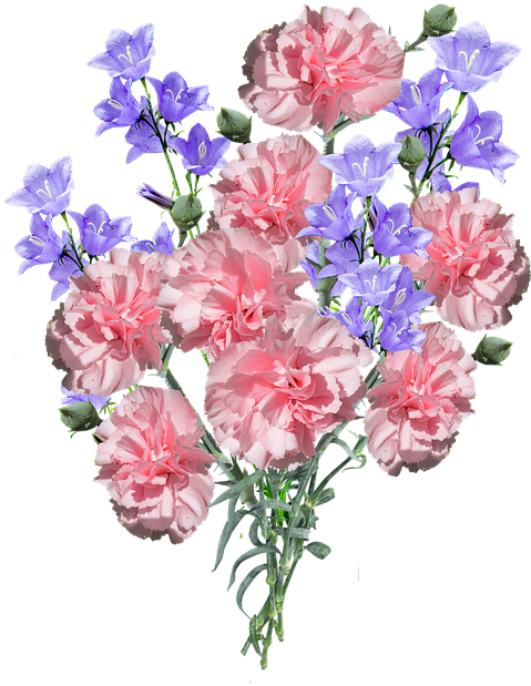 Carnations, Flowers, Blue - Blue And Pink Carnations, HD Png Download PNG with transparent background