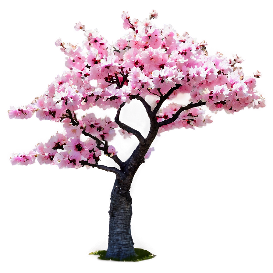 Pink Cherry Tree Png 06212024