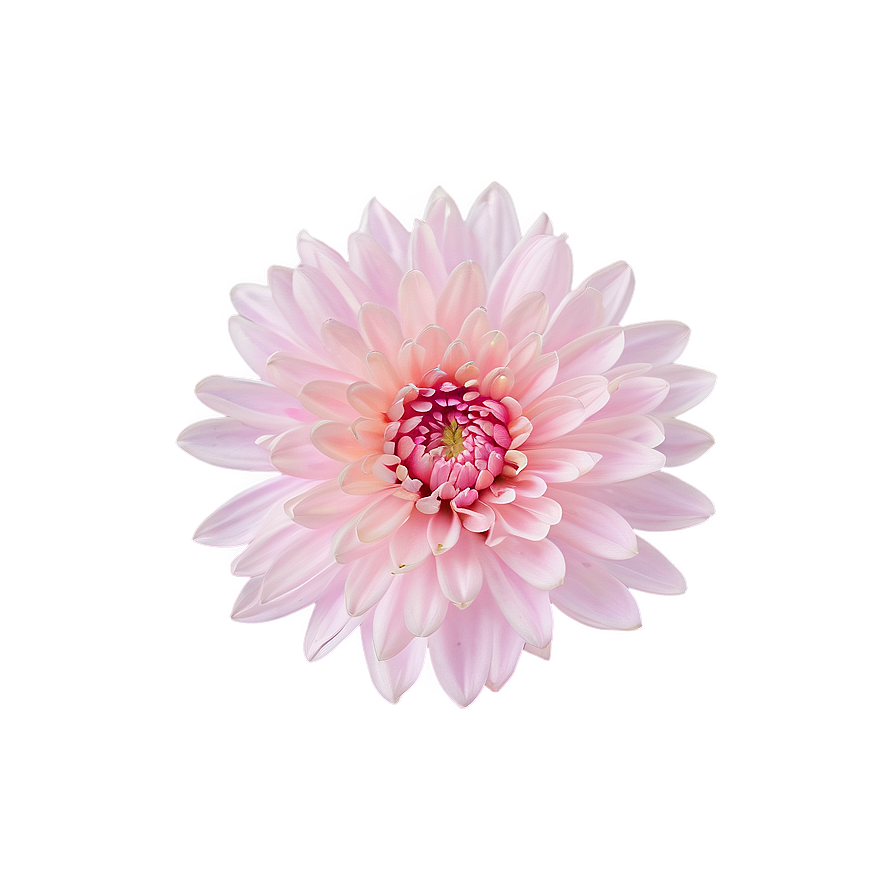 Pink Chrysanthemum Blossom Png Kvg