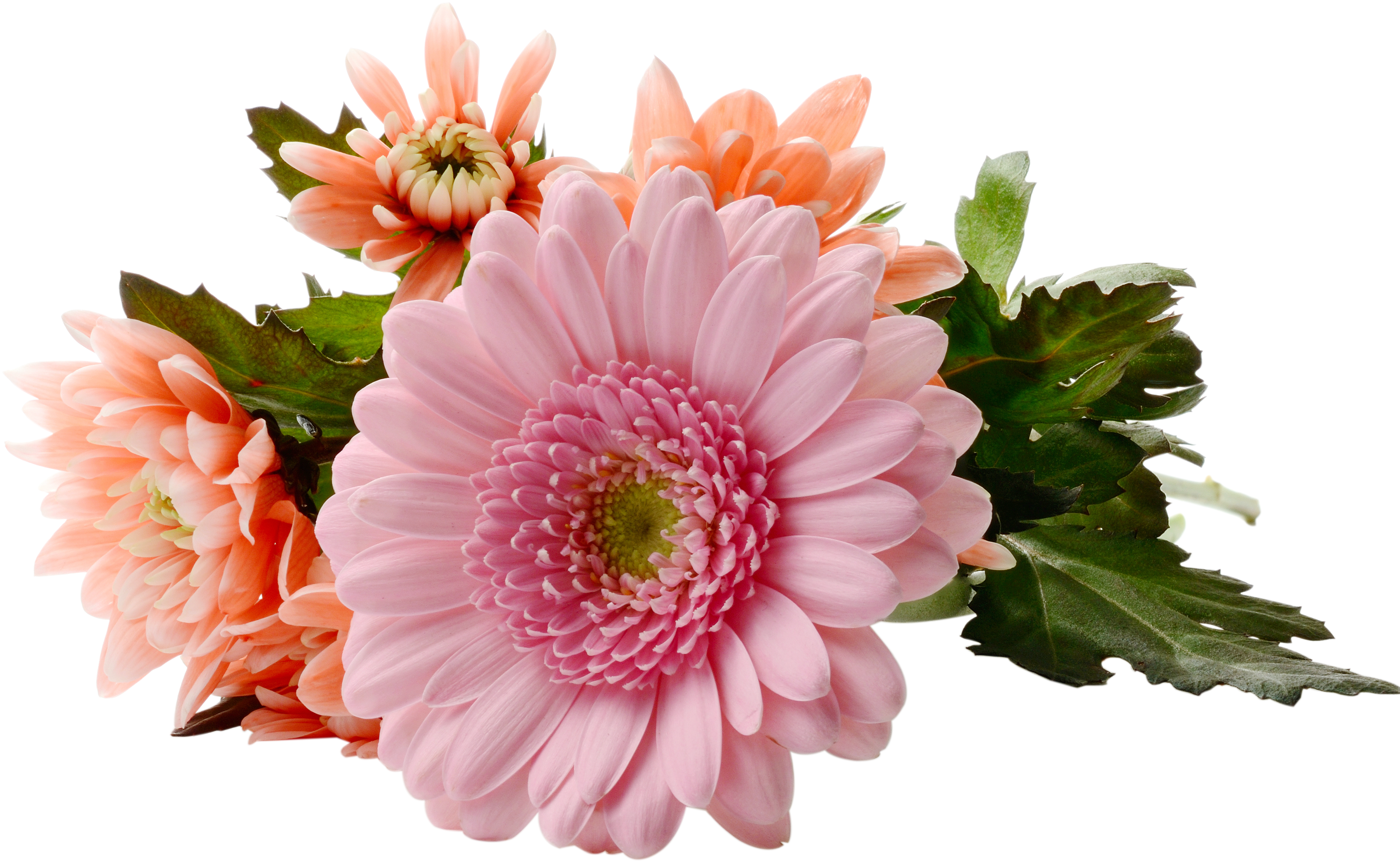 Pink Chrysanthemum Bouquet Transparent Background