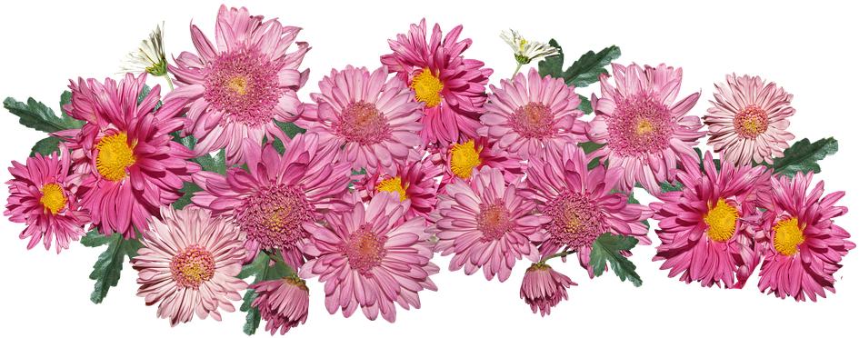 Pink Chrysanthemums Floral Display