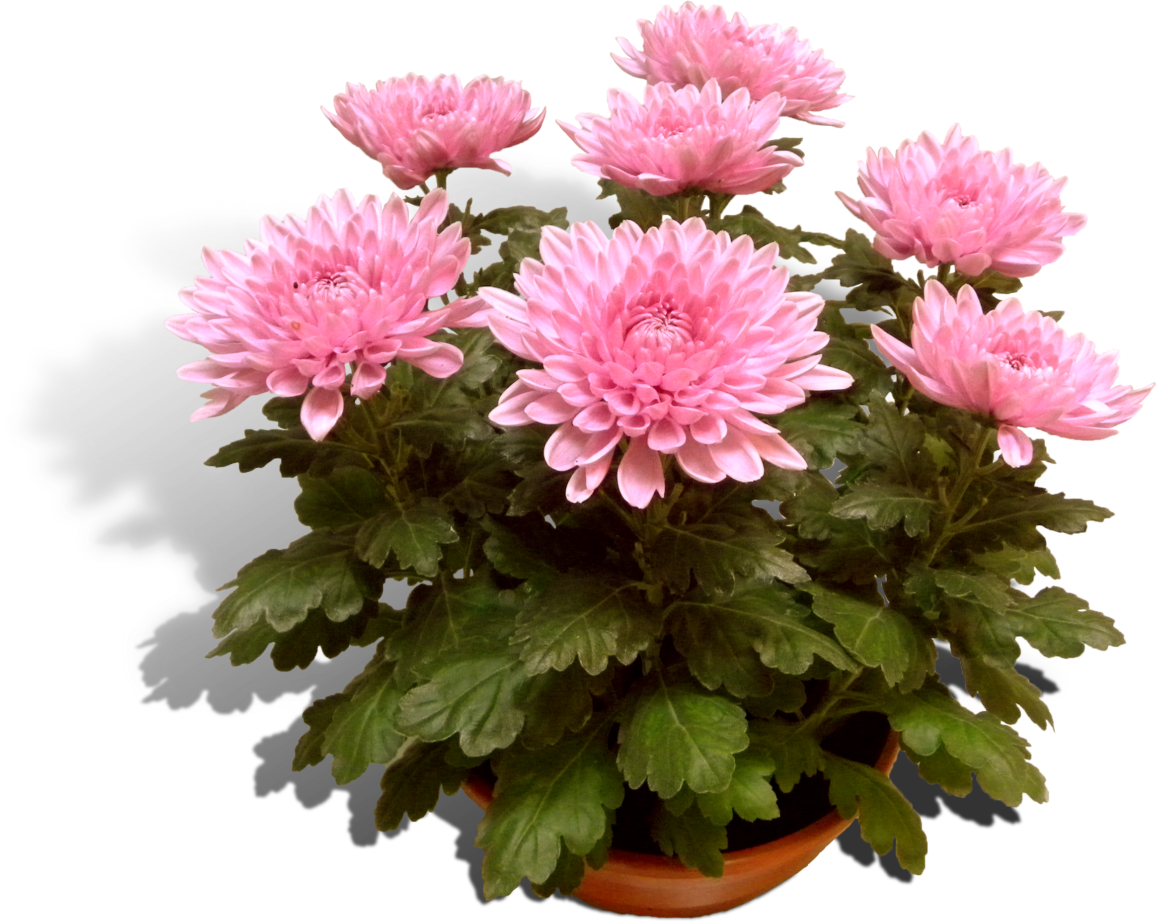 Pink Chrysanthemumsin Pot