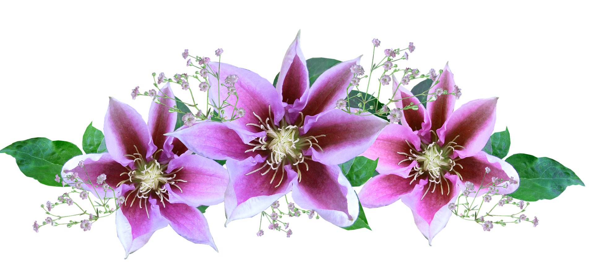 Pink_ Clematis_ Flowers_ Arrangement