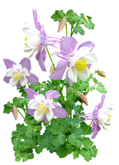 Pink_ Columbine_ Flowers_ Against_ Black_ Background PNG with transparent background
