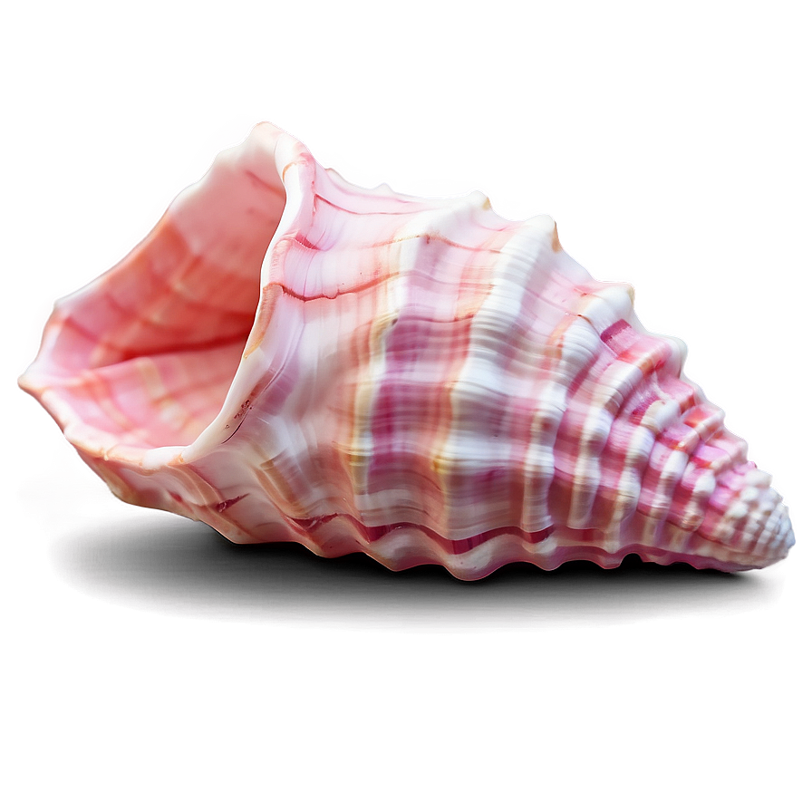 Pink Conch Shell Illustration Png Dif69