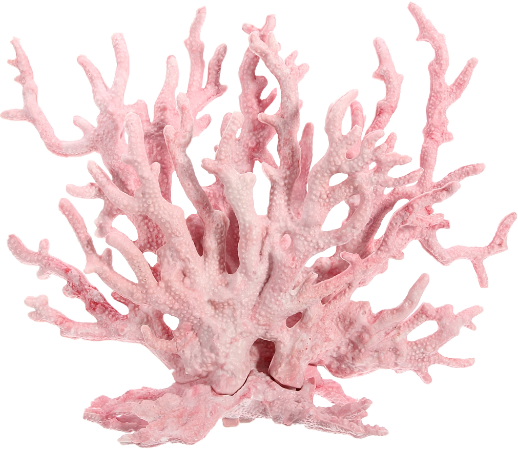 Dont Claim As Yours - Pink Coral Reef Png, Transparent Png PNG with transparent background