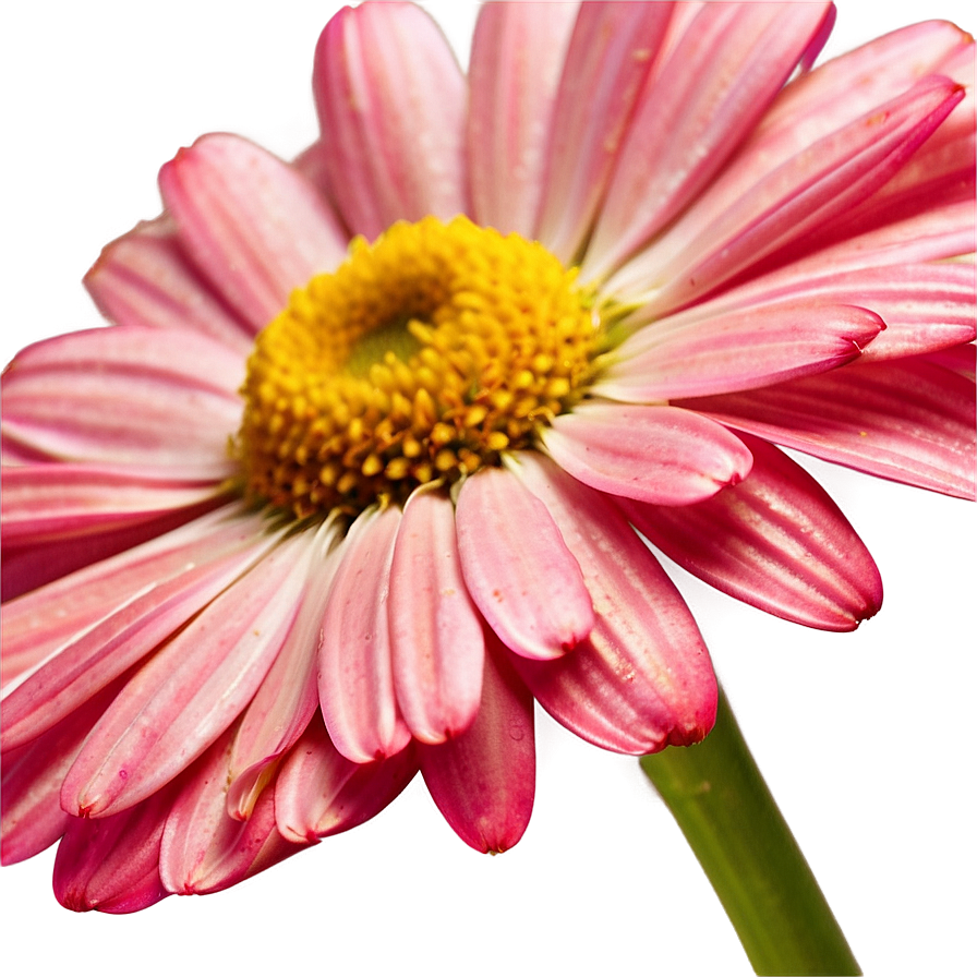 Pink Daisy Bloom Png Glr41