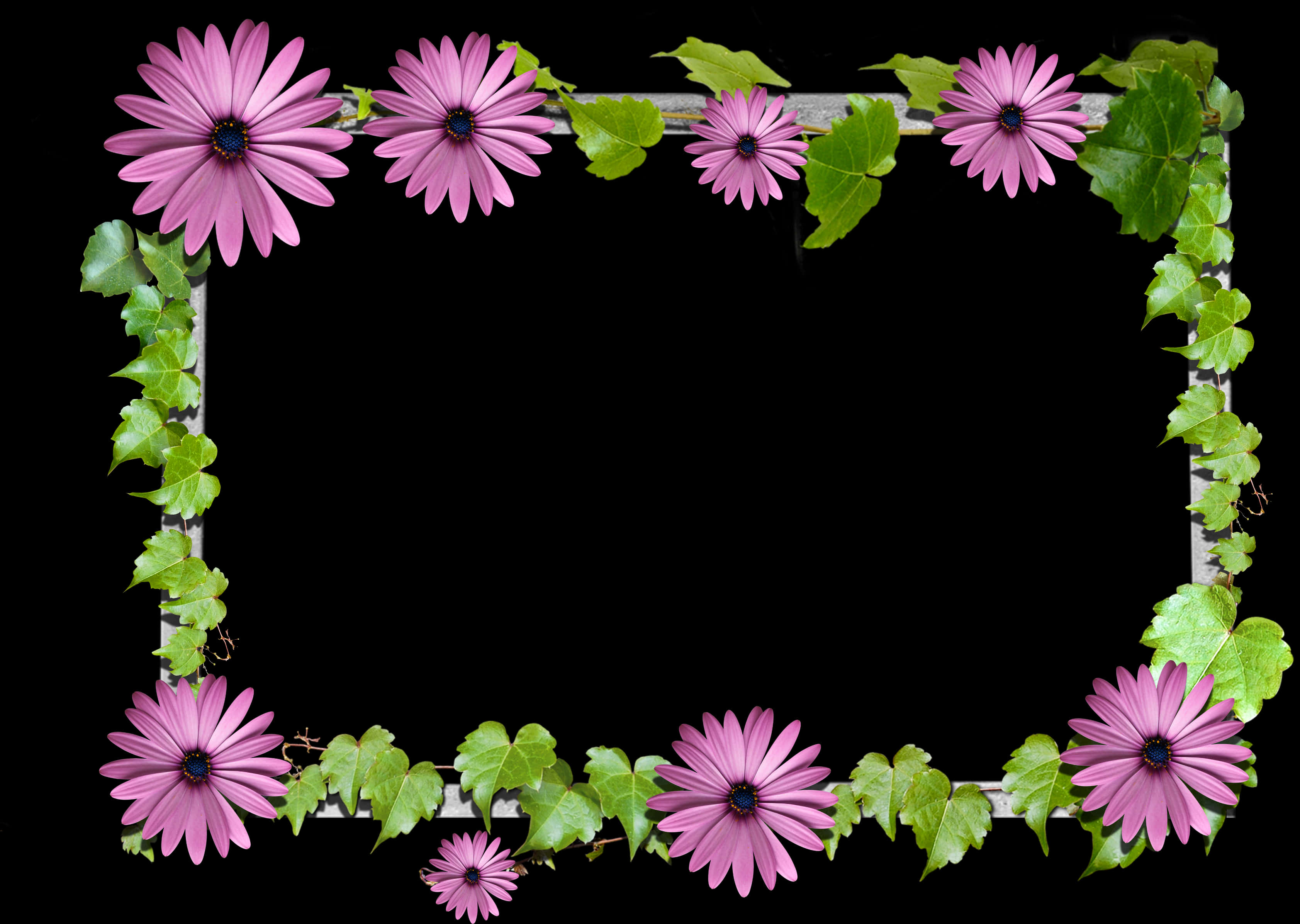 Pink Daisy Flower Frameon Black Background PNG with transparent background