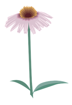 Pink Daisy Illustration PNG with transparent background