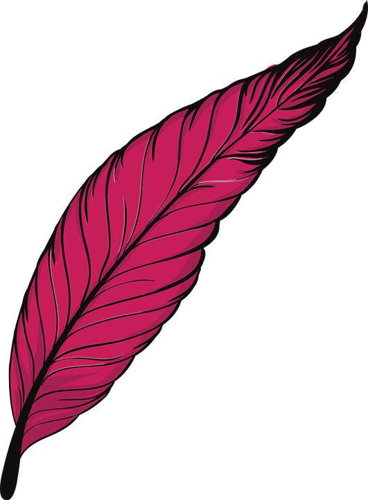 Pink Feather Pen Illustration