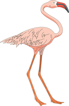 Pink Flamingo Illustration