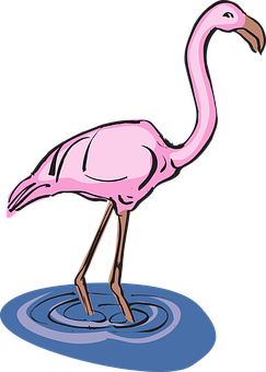 Pink Flamingo Standing In Water Illustration PNG with transparent background