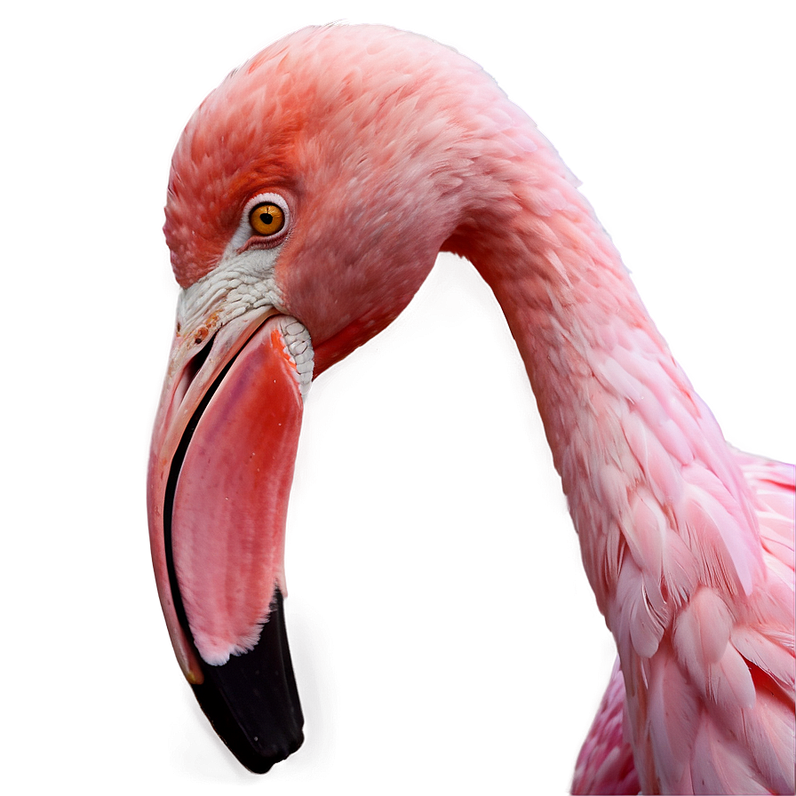 Pink Flamingo Sticker PNG 73 PNG image with a transparent background, free high-resolution download