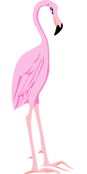 Pink_ Flamingo_ Vector_ Illustration PNG with transparent background