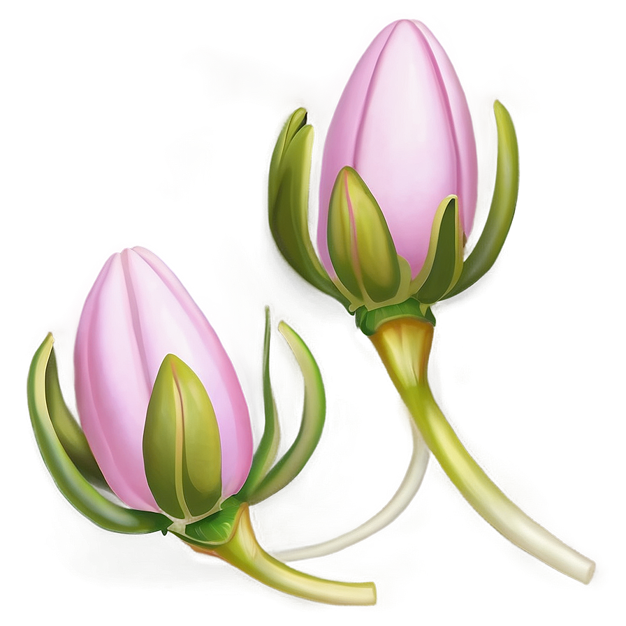 Pink Flower Bud Png 05242024