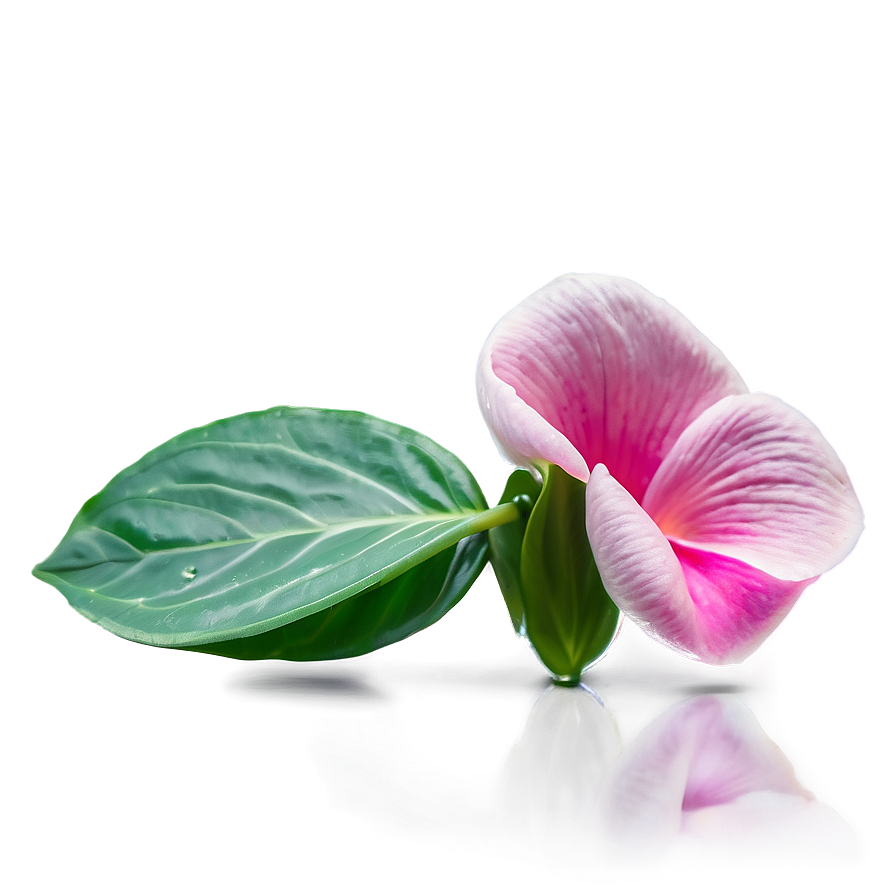 Pink Flower Petal Detail Png 05242024