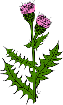 Pink Flowered Plant Illustration PNG with transparent background