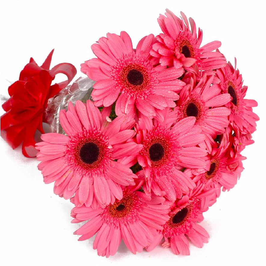 Pink Gerbera Hd, HD Png Download PNG with transparent background