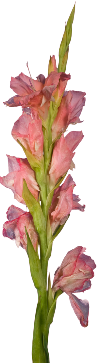 Transparent Gladiolus Png - Gladiolus, Png Download PNG with transparent background