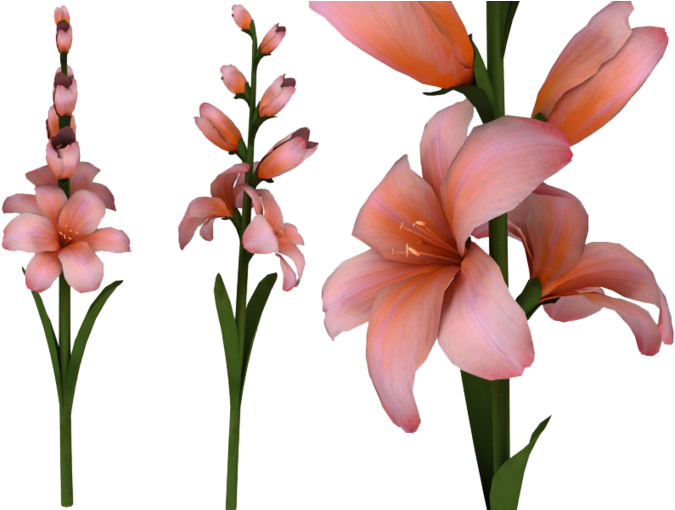 Pink Gladiolus Flowers Transparent Background