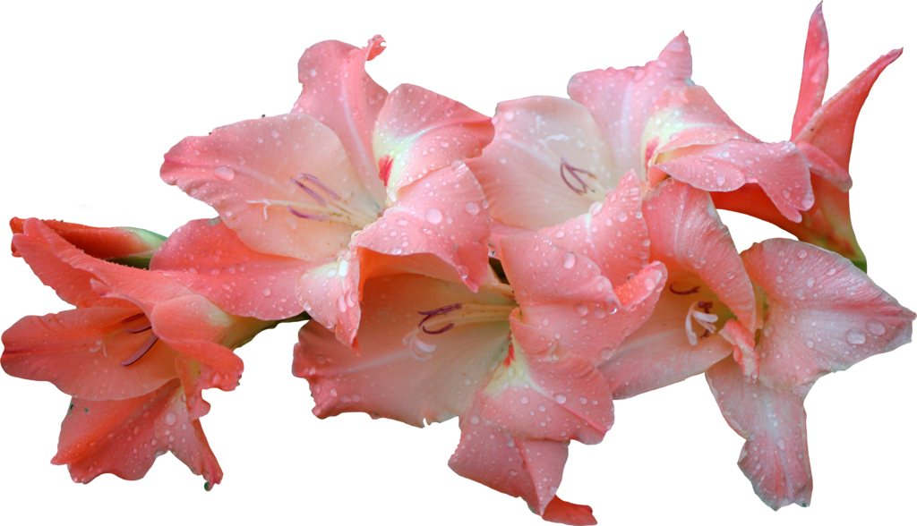 Flowers & Leafs Png - Clip Art, Transparent Png PNG with transparent background