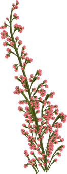 Pink Heather Sprig Black Background