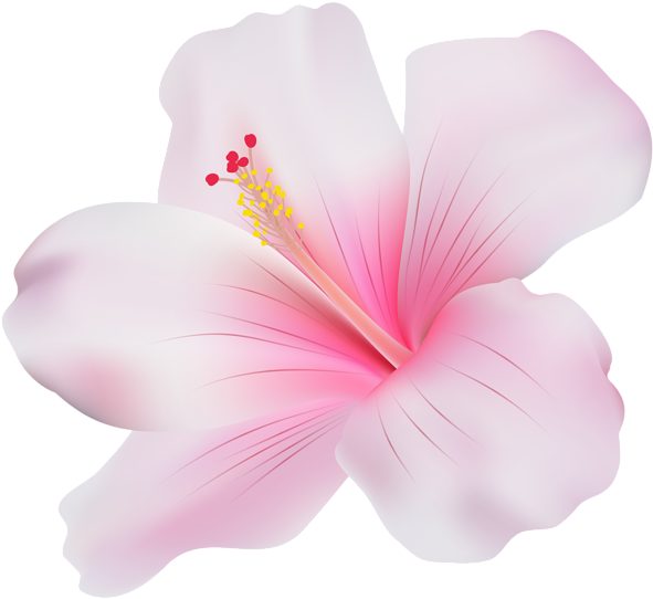 Pink Hibiscus Bloom Graphic PNG with transparent background
