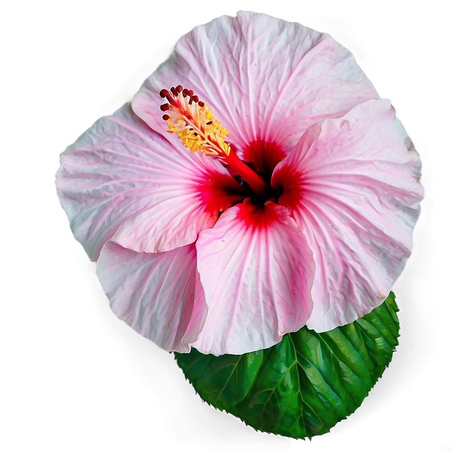 Pink Hibiscus Png Sqy