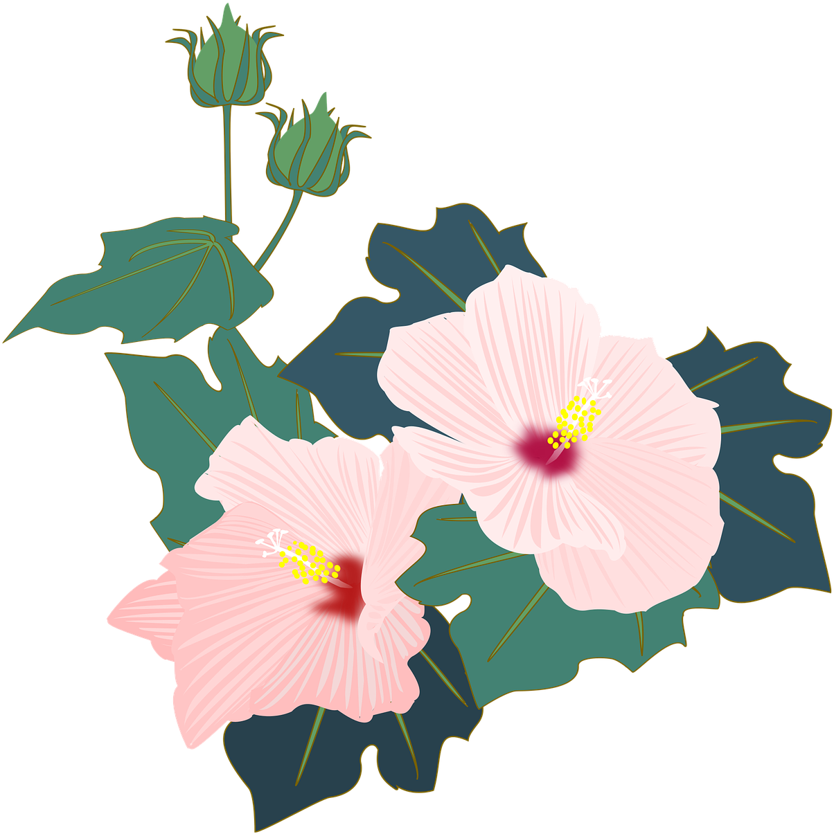Pink Hibiscus Vector Illustration PNG with transparent background