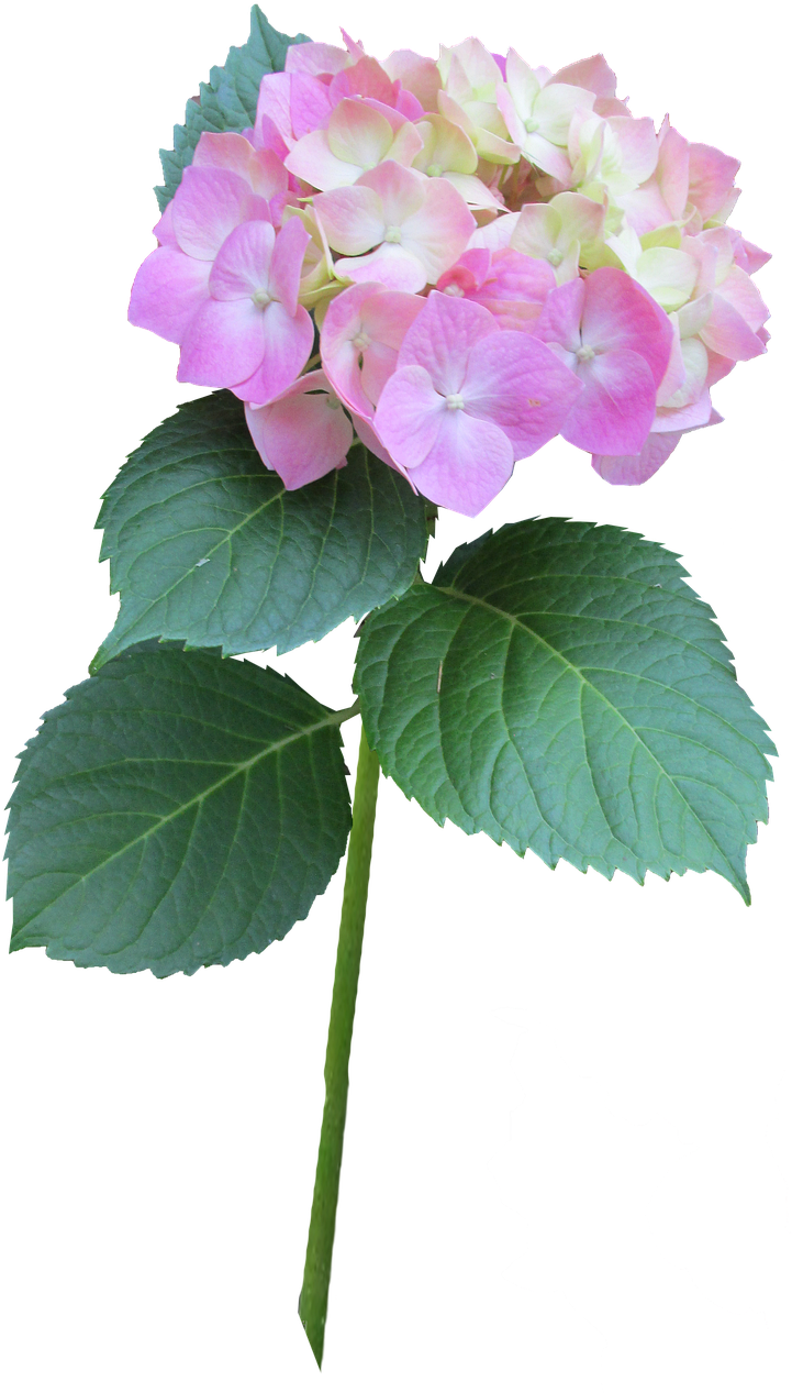 Hydrangea Pink Stem Free Picture - Hydrangea Serrata, HD Png Download PNG with transparent background