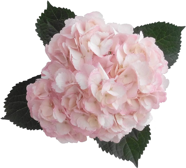 Hydrangea Transparent Pink Banner Transparent Stock - Hydrangeas Colombia, HD Png Download PNG with transparent background