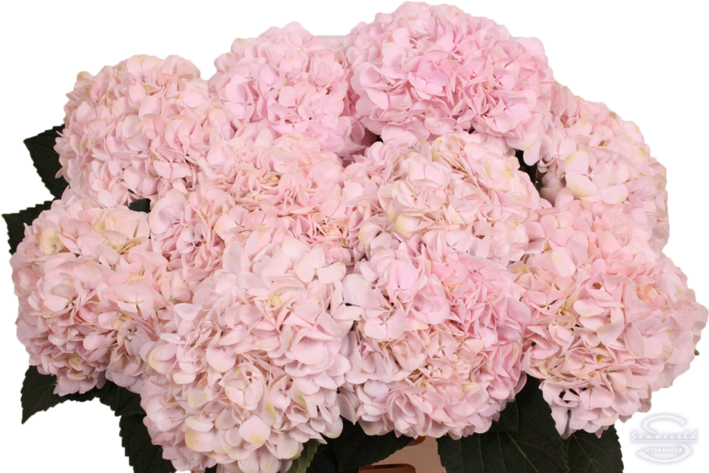 Hydrangea Serrata, HD Png Download PNG with transparent background