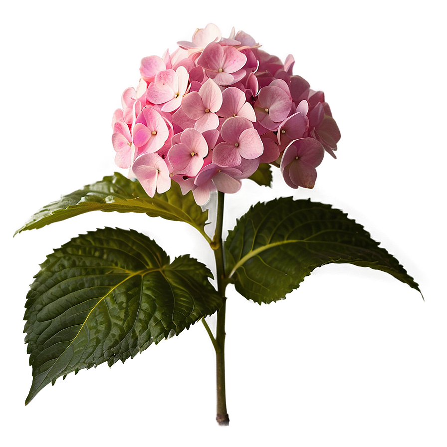 Pink Hydrangea PNG mva PNG with transparent background
