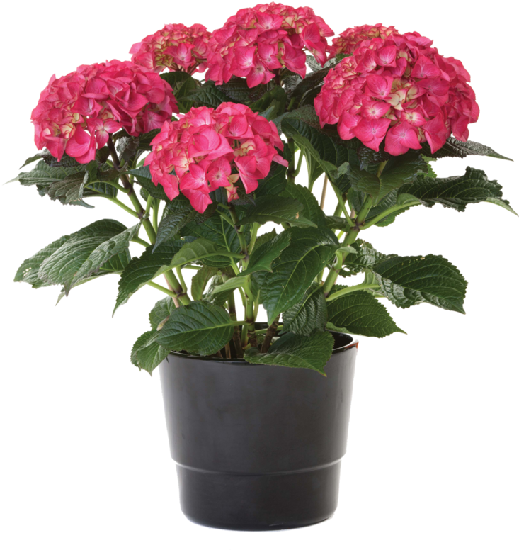 Pink Hydrangea In Pot, HD Png Download PNG with transparent background