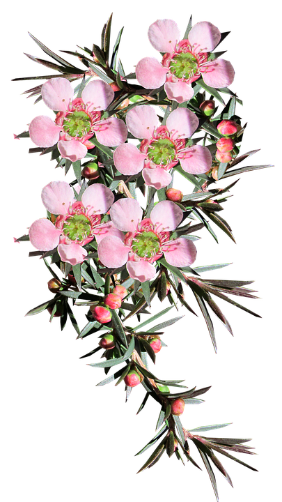 Pink Leptospermum Flowers