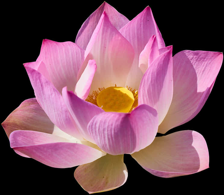 Pink Lotus Flower Black Background