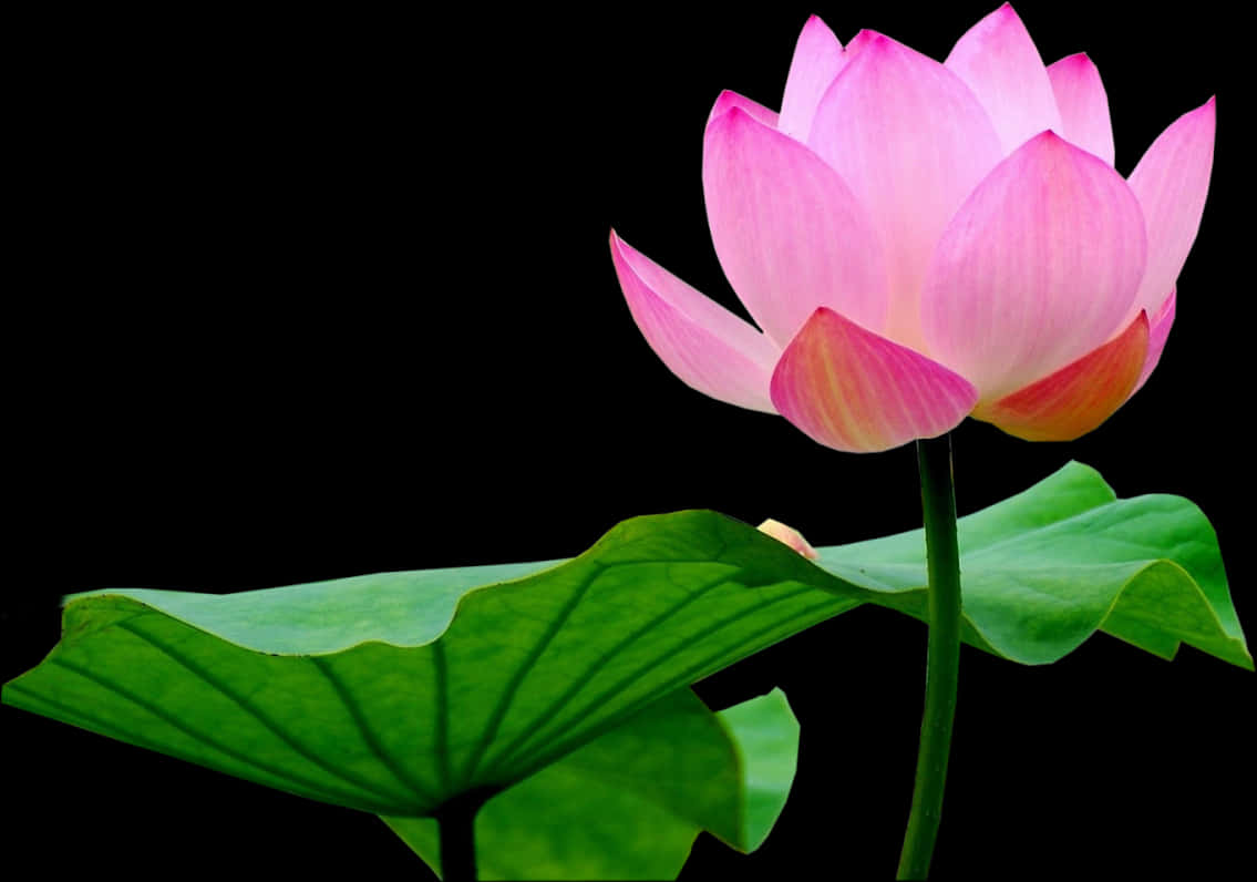 Pink Lotus Flower Black Background