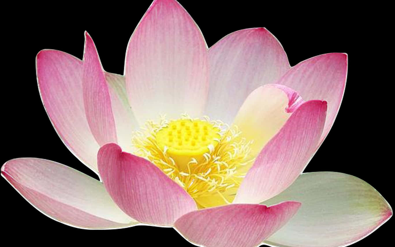 Pink Lotus Flower Black Background