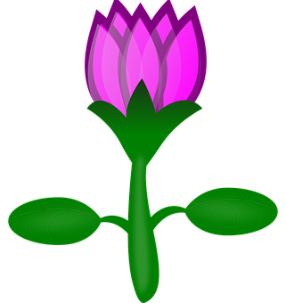 Pink Lotus Flower Illustration