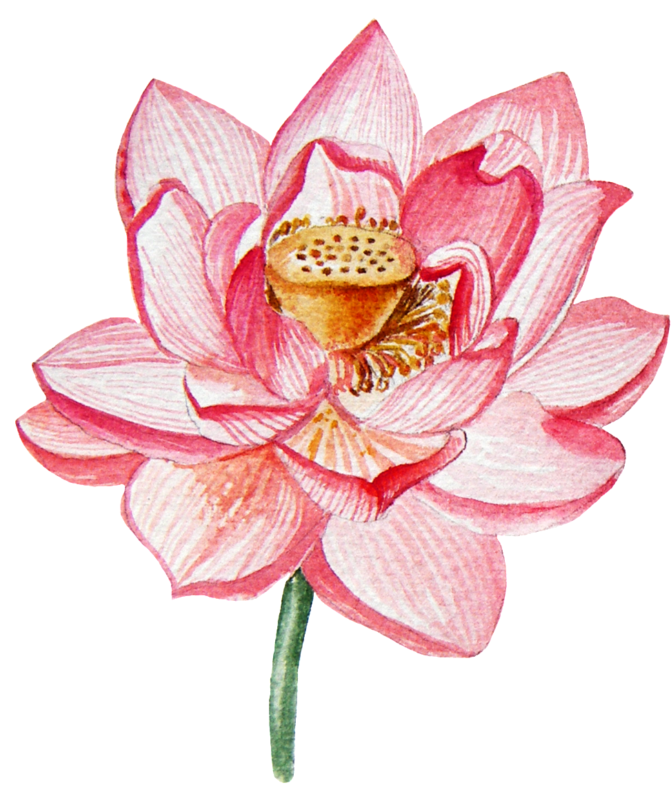 Pink Lotus Flower Illustration