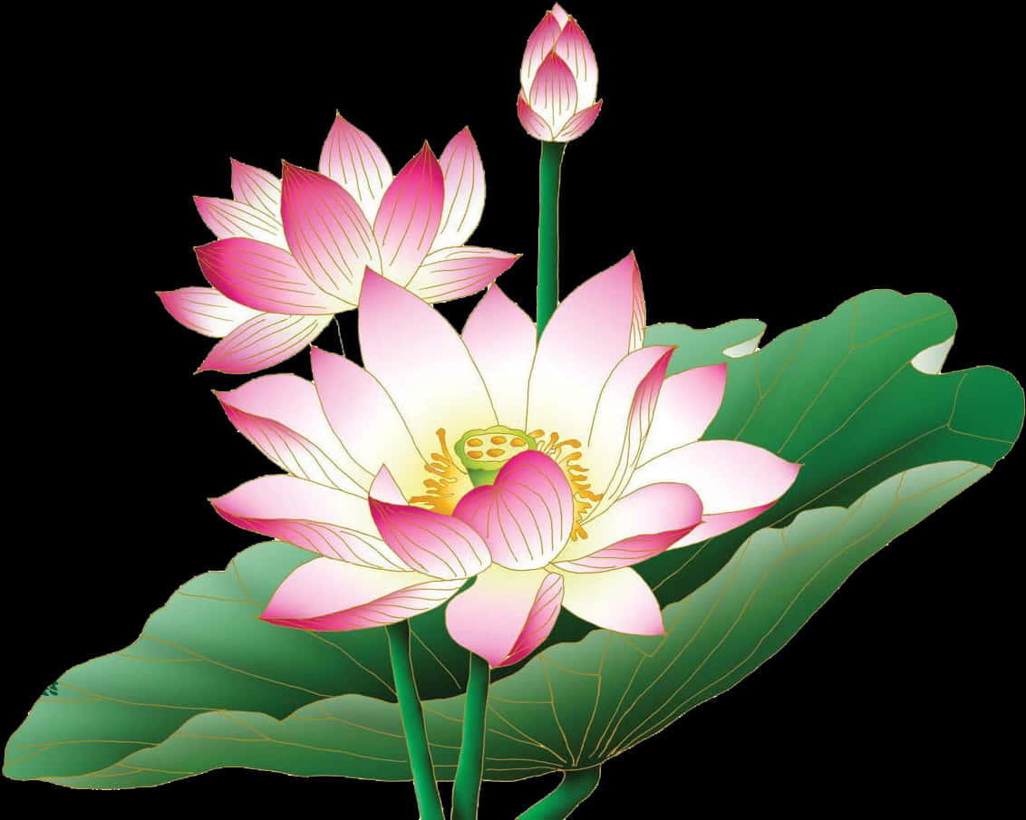 Lotus Flower Png - Lotus Flower Images Hd Png, Transparent Png PNG with transparent background