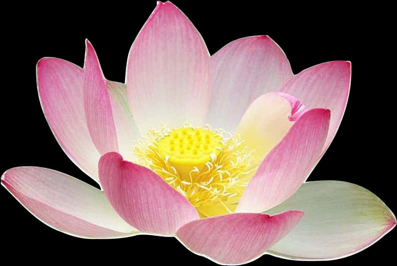 Pink Lotus Flower Isolated Background