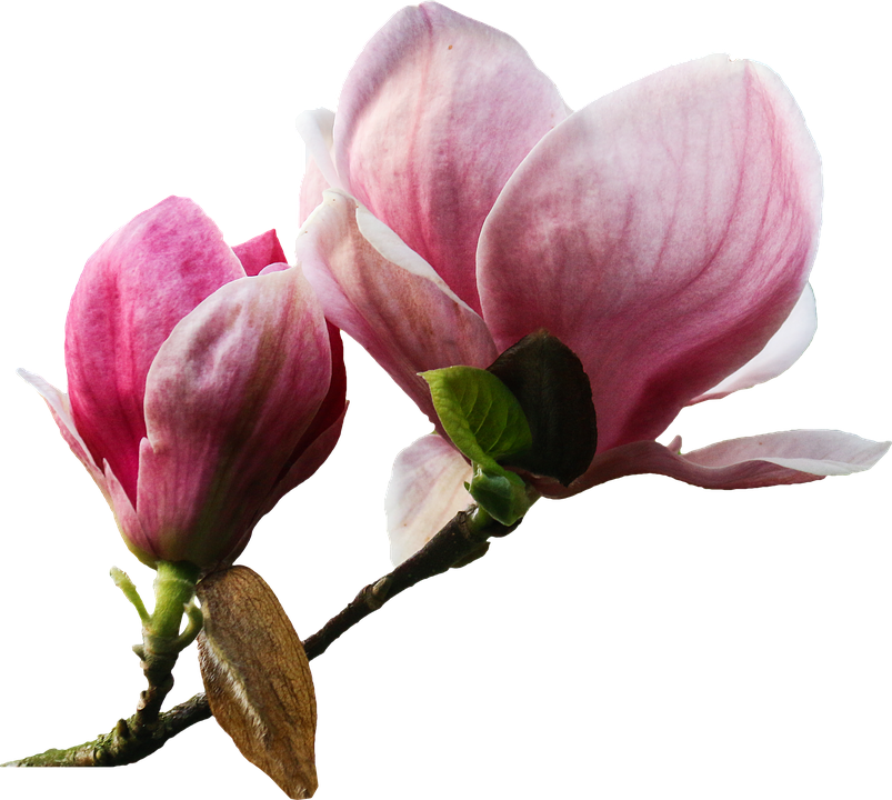 Pink Magnolia Blossoms Transparent Background