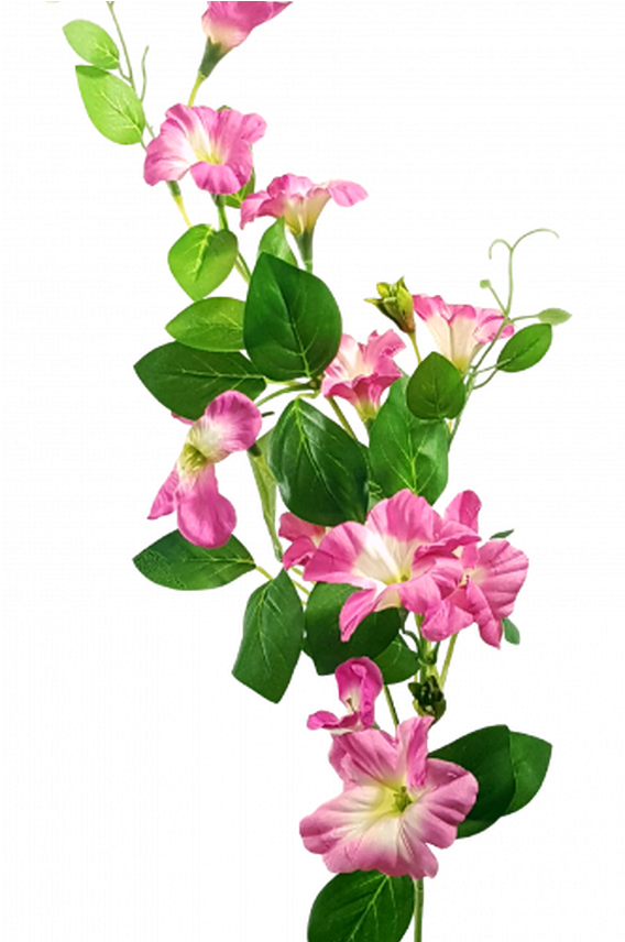 Pink Morning Glory Flowers