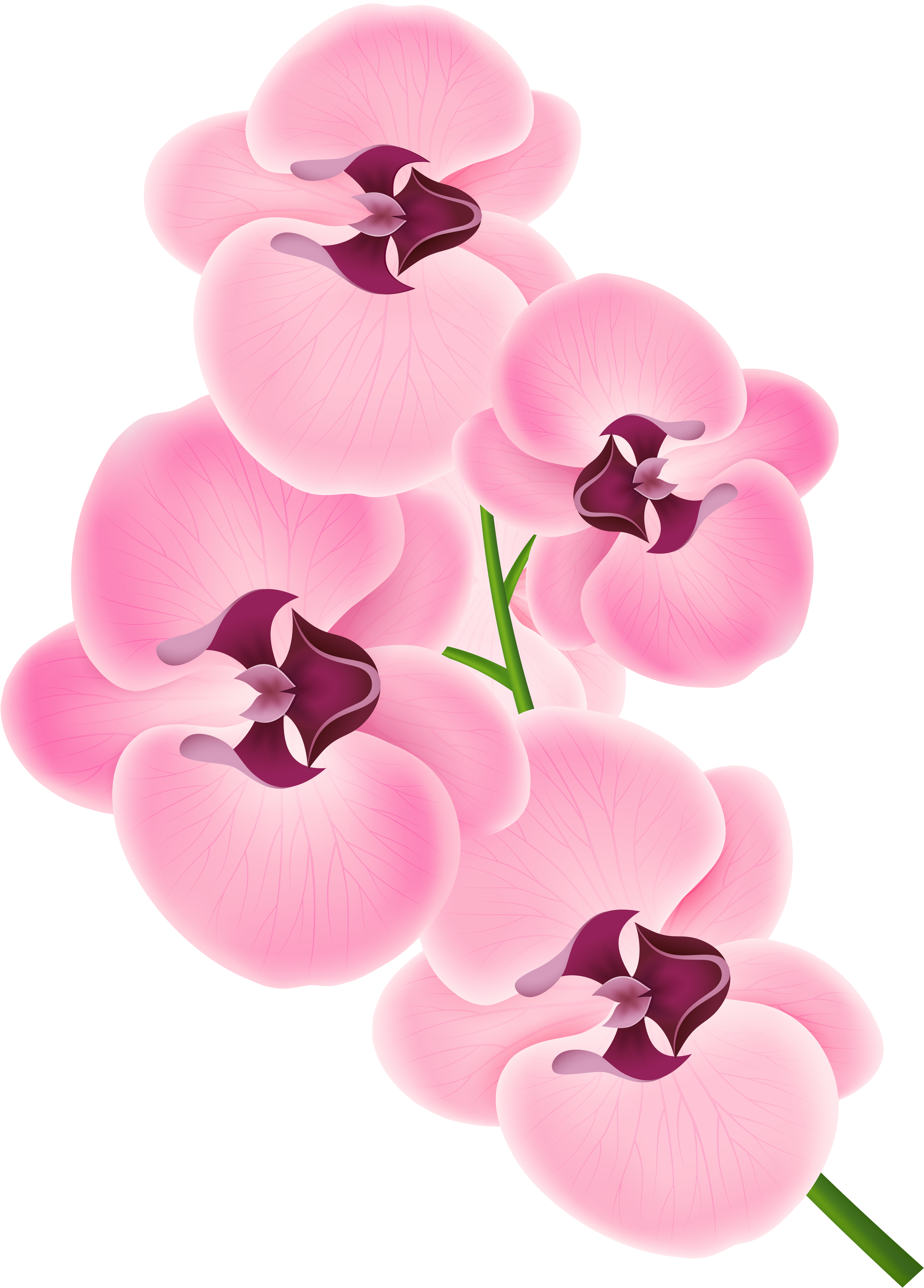 Pink Orchid Clipart Png Transparent Png , Png Download - Orchid Flower Clip Art, Png Download PNG with transparent background