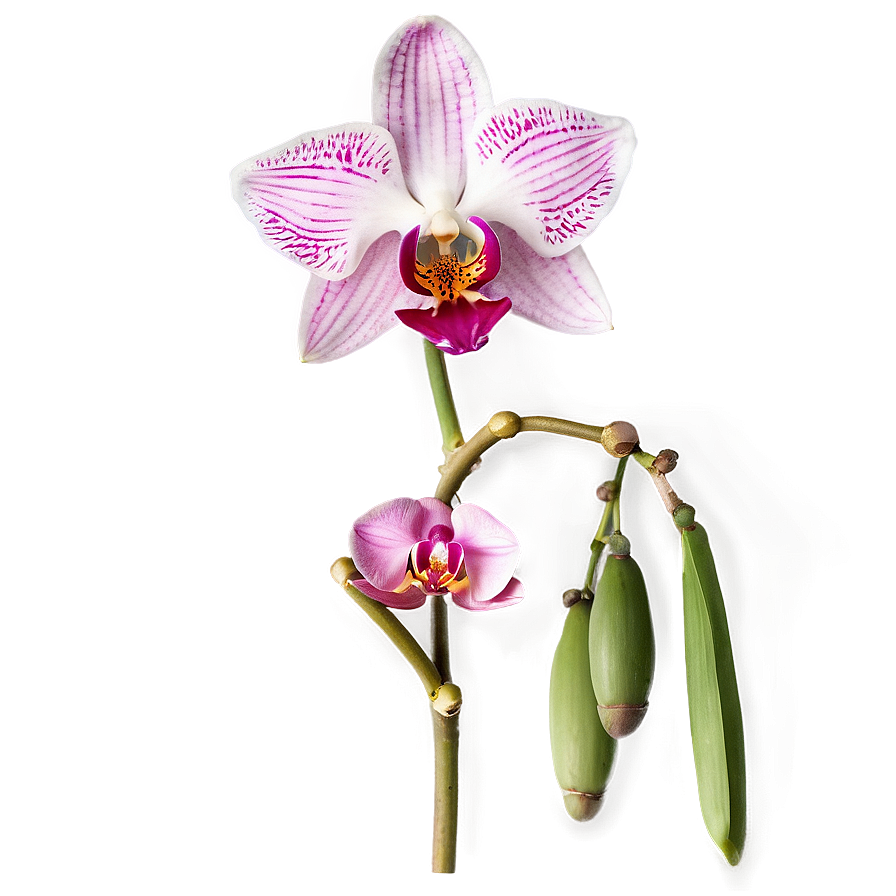 Pink Orchid Elegance Png 05242024