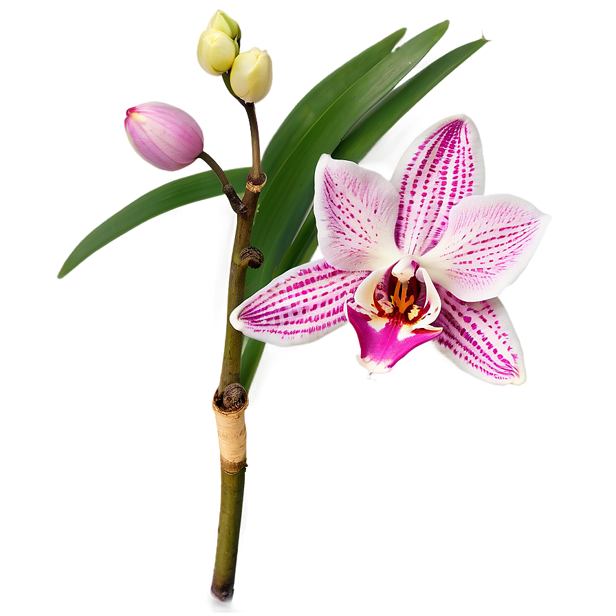 Pink Orchid Elegance Png 15