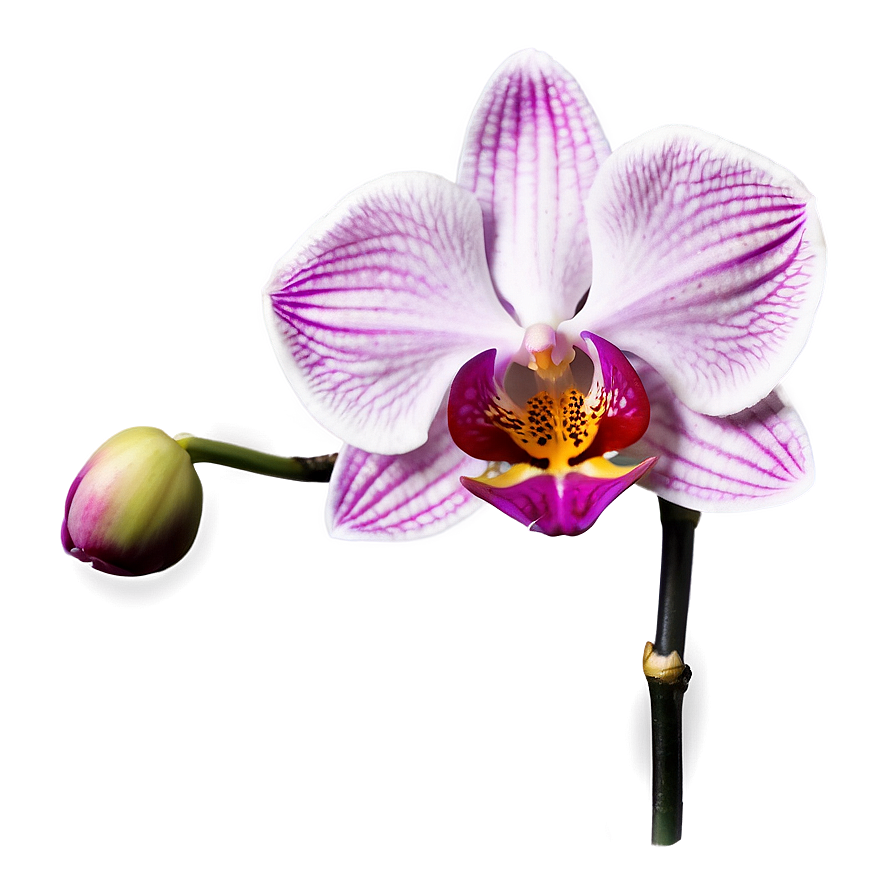 Pink Orchid Elegance Png Fey88