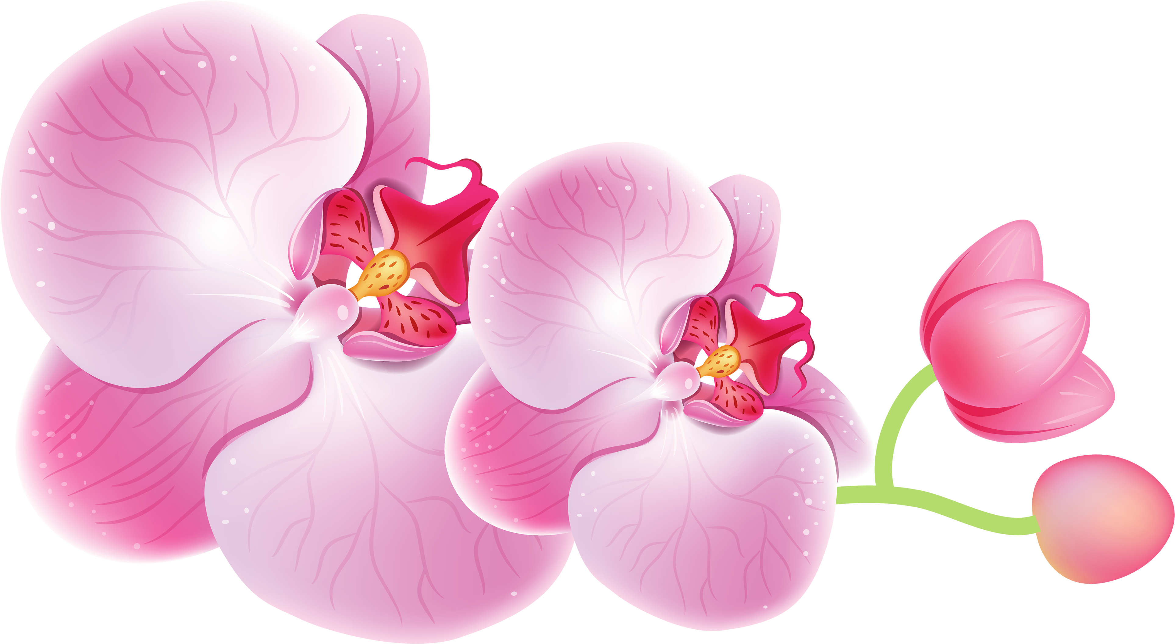 Orchids Png Clipart - Orchids Clipart, Transparent Png PNG with transparent background