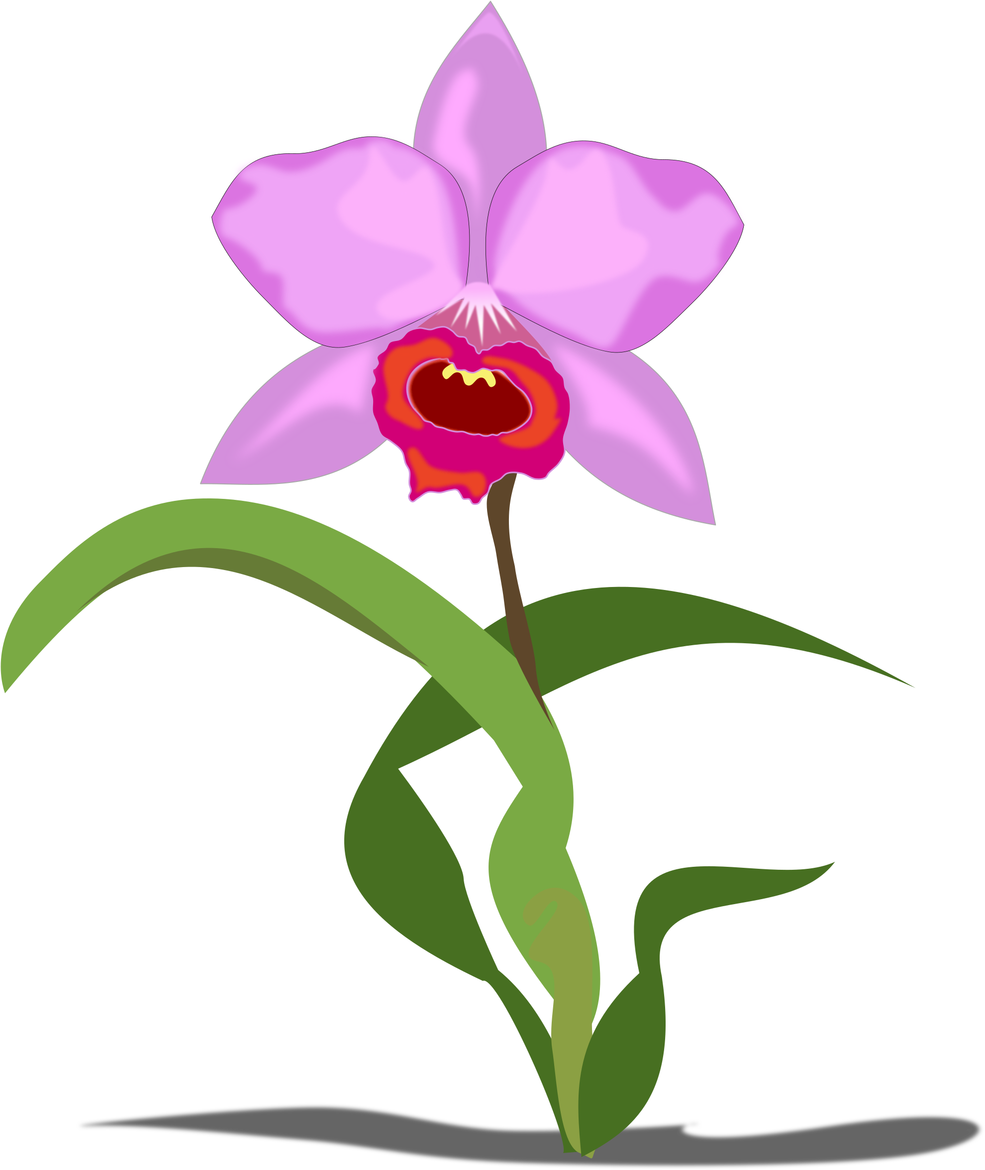 Orchid Clipart Small Pink - Orchid Flower Clip Art, HD Png Download PNG with transparent background